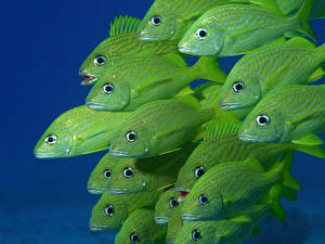 Sfondi desktop Mondo sottomarino Pesce Animali