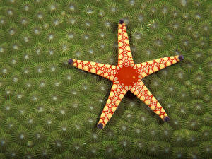 Обои Подводный мир Морские звезды животное