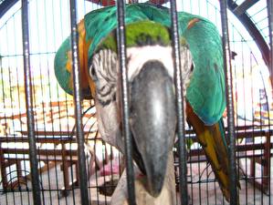 Bilder Vögel Papageien Schnabel ein Tier