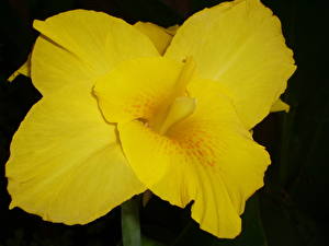 Hintergrundbilder Amaryllis Blumen