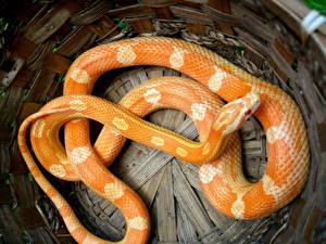 Fotos Schlangen ein Tier