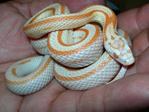 Images Snake animal