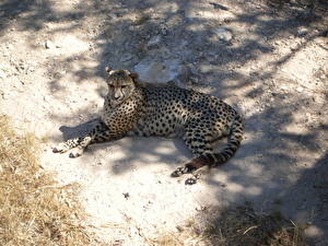 Bilder Große Katze Gepard ein Tier
