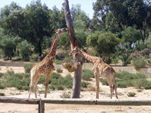 Papel de Parede Desktop Girafa animalia