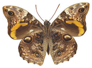 Fonds d'écran Insectes Papilionoidea Fond blanc un animal
