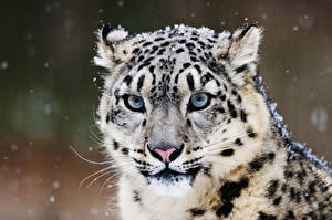 Bakgrundsbilder på skrivbordet Pantherinae Snöleopard