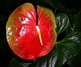 Image Anthurium Flowers