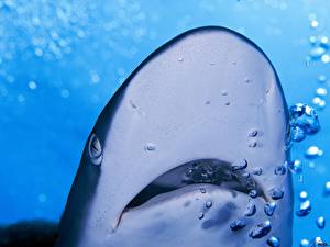 Papel de Parede Desktop Mundo subaquático Tubarões