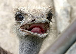 Pictures Birds Ostriches animal