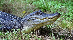 Hintergrundbilder Krokodile