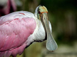 Fotos Vögel Flamingos ein Tier