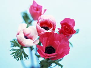 Hintergrundbilder Anemone Blüte