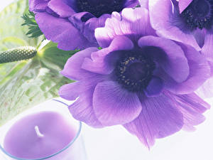 Hintergrundbilder Anemone Blumen