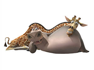 Papel de Parede Desktop Madagascar Hipopótamos Fundo branco Cartoons