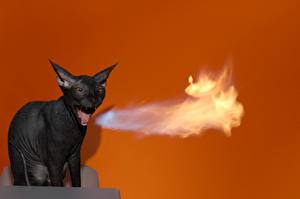 Bilder Hauskatze Flamme Farbigen hintergrund ein Tier