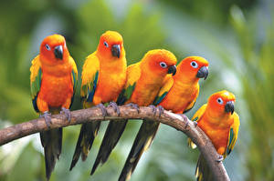 Papel de Parede Desktop Aves Papagaios