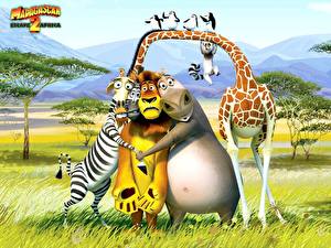 Hintergrundbilder Madagascar Zeichentrickfilm