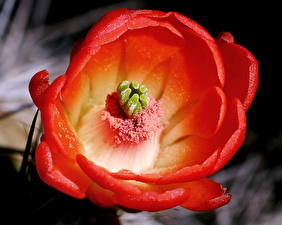 Фотографии Кактусы цветок