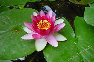 Picture Nymphaea flower