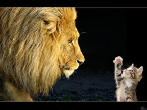 Fonds d'écran Fauve Chat domestique Lion Animaux