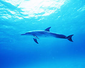 Bureaubladachtergronden Dolfijnen
