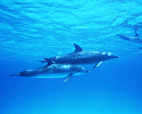 Bureaubladachtergronden Dolfijnen Dieren