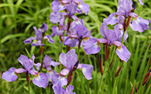 Bakgrunnsbilder Iris blomst
