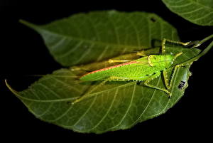 Bakgrunnsbilder Insekter Gresshopper