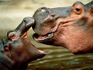 Fonds d'écran Hippopotame Petits Animaux