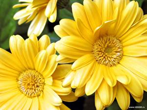 Papel de Parede Desktop Gerbera De perto Amarelo flor