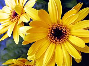 Fotos Gerbera Großansicht Gelb Blumen
