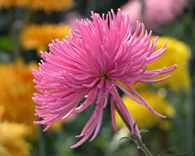 Bakgrunnsbilder Aster Rosa farge blomst