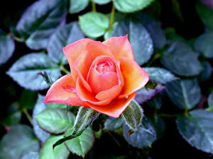 Фотография Розы Вблизи Оранжевая Цветы
