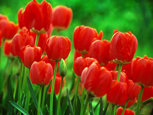 Fotos Tulpen Rot Blüte
