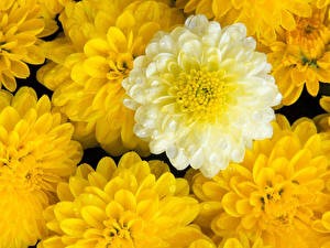 Bureaubladachtergronden Aster Geel kleur bloem