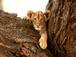 Bilder Große Katze Löwen Jungtiere ein Tier