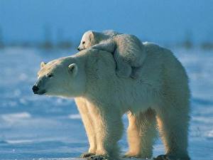 Tapety na pulpit Niedźwiedź Niedźwiedź polarny Zwierzęta