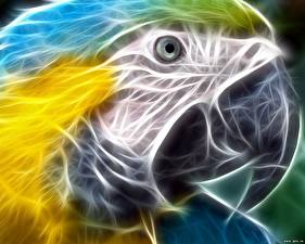 Wallpaper Bird Parrots Animal Animals
