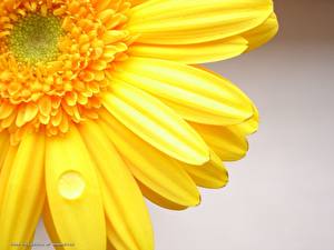 Bureaubladachtergronden Gerbera's Close-up Geel kleur Bloemen