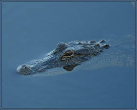 Hintergrundbilder Krokodile Tiere