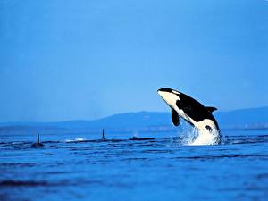 Papel de Parede Desktop Orcas animalia