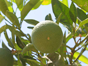 Image Fruit Citrus Orange fruit