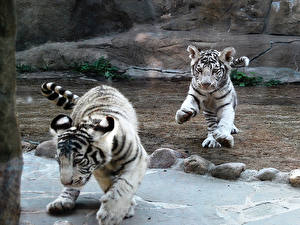 Hintergrundbilder Große Katze Tiger Jungtiere ein Tier