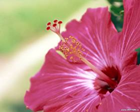 Pictures Rose mallow Flowers