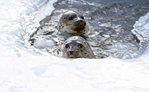 Picture Seals