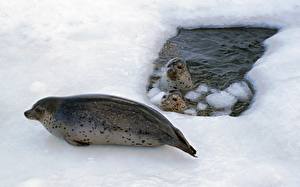 Pictures Seals Animals