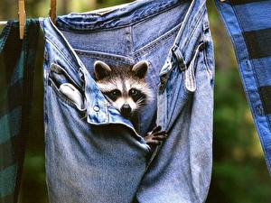 Photo Raccoons Jeans Animals