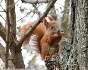 Hintergrundbilder Nagetiere Eichhörnchen ein Tier