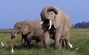 Fotos Elefanten