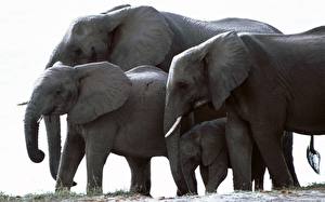 Image Elephant Animals